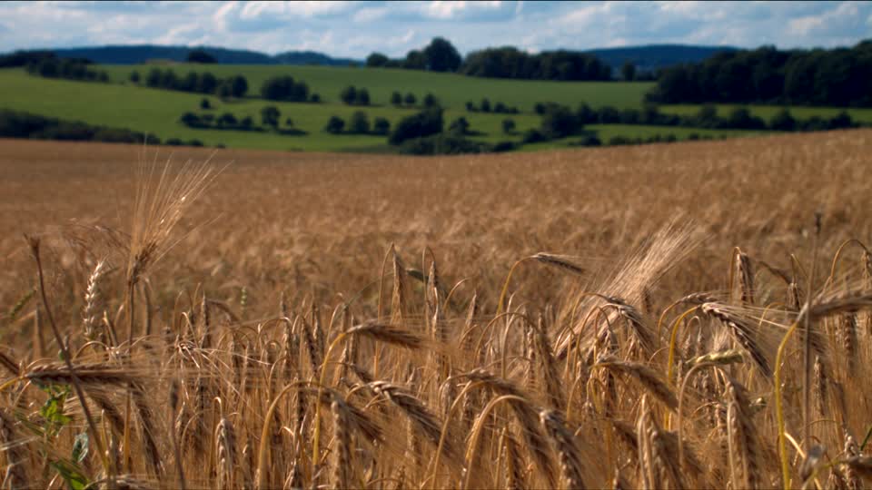 473975104-highlights1605-cebada-campo-de-cebada-campos-de-mais - Panenka